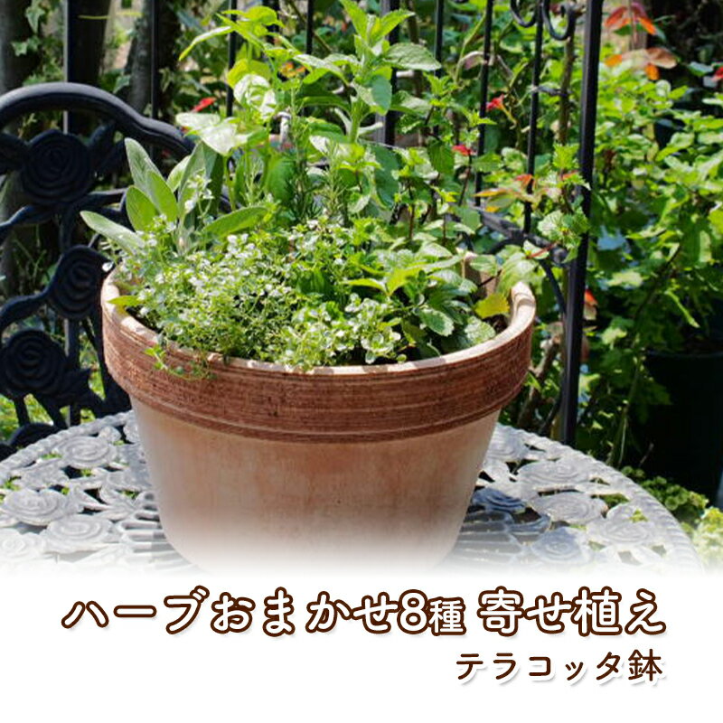 【ふるさと納税】ハーブ 8種の寄せ植え（テラコッタ鉢 30cm）【配送不可：沖縄・離島】　【植物】のサムネイル