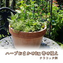 【ふるさと納税】ハーブ 寄せ植え 8種 テラコッタ鉢 30cm 植物 インテリア ガーデン　【朝倉市】