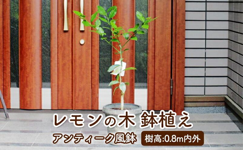 【ふるさと納税】苗木 レモン レモンの木 鉢植え アンティーク風 鉢 27cm ※配送不可:北海道、沖縄、離島　【朝倉市】