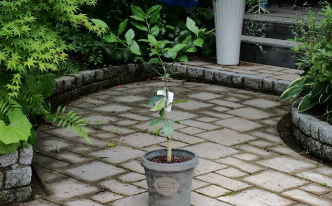 【ふるさと納税】苗木 レモン レモンの木 鉢植え アンティーク風 鉢 27cm ※配送不...
