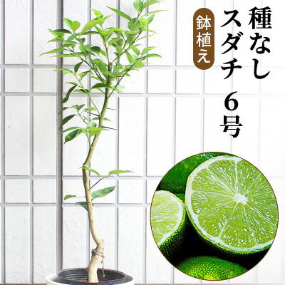 【ふるさと納税】種なし スダチ 6号 鉢植え　【苗木・すだち】のサムネイル