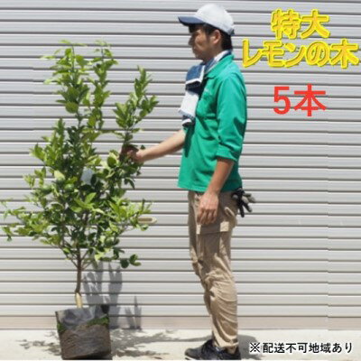 【ふるさと納税】特大サイズ レモンの木【5本】※配送不可：北海道・沖縄・離島　【苗木】のサムネイル