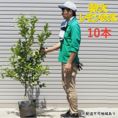 【ふるさと納税】鉢植え レモンの木 特大サイズ 10本 配送不可 北海道 沖縄 離島　【苗木】のサムネイル