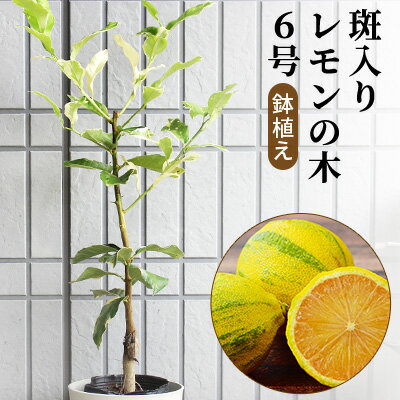 【ふるさと納税】【2022年3月発送開始】斑入り レモンの木 ピンクレモネード 鉢植え　【苗木 インテリア 6号】　お届け：2022年3月〜のサムネイル