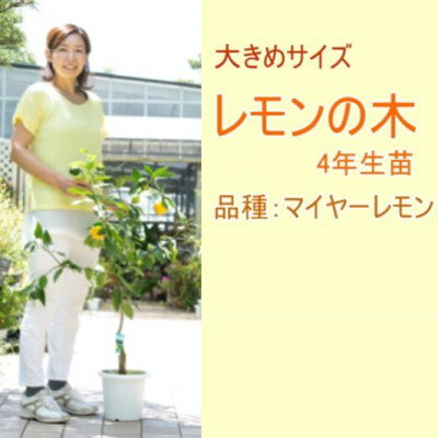 7位! 口コミ数「0件」評価「0」鉢植え レモンの木 4年生 苗 1本 大きめサイズ 配送不可 北海道 沖縄 離島　【苗木 レモン れもん 檸檬 レモンの木 四年】