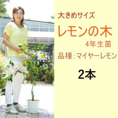 鉢植え レモンの木 大きめサイズ 4年生 苗 2本 配送不可 北海道 沖縄 離島 [苗木・レモン・れもん・檸檬・レモンの木]