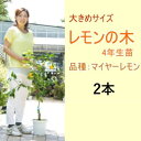 【ふるさと納税】鉢植え レモンの木 大きめサイズ 4年生 苗 2本 配送不可 北海道 沖縄 離島　【苗木・レモン・れもん・檸檬・レモンの木】