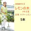 【ふるさと納税】鉢植え レモンの木 大きめサイズ 4年生 苗 5本 配送不可 北海道 沖縄 離島　【苗木・レモン・れもん・檸檬・レモンの木】