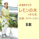 【ふるさと納税】鉢植え レモンの木 大きめサイズ 4年生 苗 8本 配送不可 北海道 沖縄 離島　【苗木・レモン・れもん・檸檬・レモンの木】