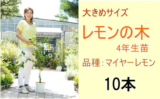 【ふるさと納税】大きめサイズの レモンの木 4年生 苗【10本】※北海道・沖縄・離島　【苗木・レモン・れもん・檸檬・レモンの木】