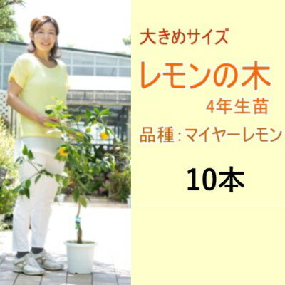 5位! 口コミ数「0件」評価「0」鉢植え レモンの木 大きめサイズ 4年生 苗 10本 配送不可 北海道 沖縄 離島　【 苗木 れもん 檸檬 Lemon 大きいサイズ 観葉植･･･ 