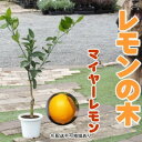 【ふるさと納税】レモンの木/苗木 樹高：0.9m内外 品種：