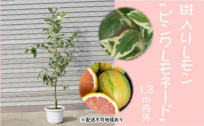 【ふるさと納税】鉢植え レモンの木 斑入り ピンクレモネード 1.3内外 配送不可 北海道 沖縄 離島　【 苗木 れもん 檸檬 Lemon ピンク レモネード 観葉植物 ガーデニング 珍しい品種 果肉 】