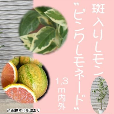 【ふるさと納税】鉢植え レモンの木 斑入り ピンクレモネード 1.3内外 配送不可 北海道 沖縄 離島　【 苗木 れもん 檸檬 Lemon ピンク レモネード 観葉植物 ガーデニング 珍しい品種 果肉 】