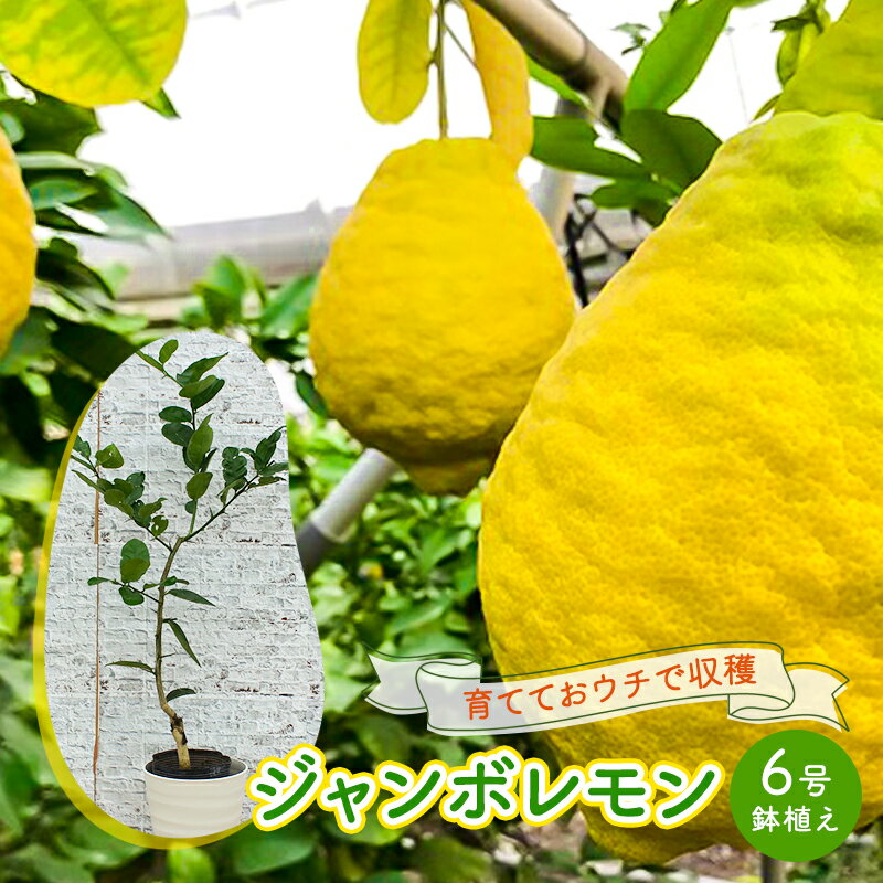 18位! 口コミ数「0件」評価「0」鉢植え 苗木 ジャンボレモン 6号 高さ約70～90cm レモンの木 レモン 植物 ガーデン ガーデニング　【朝倉市】