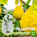 22位! 口コミ数「0件」評価「0」鉢植え 苗木 ジャンボレモン 6号 高さ約70～90cm レモンの木 レモン 植物 ガーデン ガーデニング　【朝倉市】