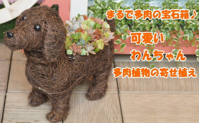 【ふるさと納税】まるで多肉の宝石箱♪チビわんこの多肉植物 寄せ植え（1個）　【 植物 インテリア ガーデニング 寄せ植え 玄関 置物 犬 イヌ 犬の置物 】