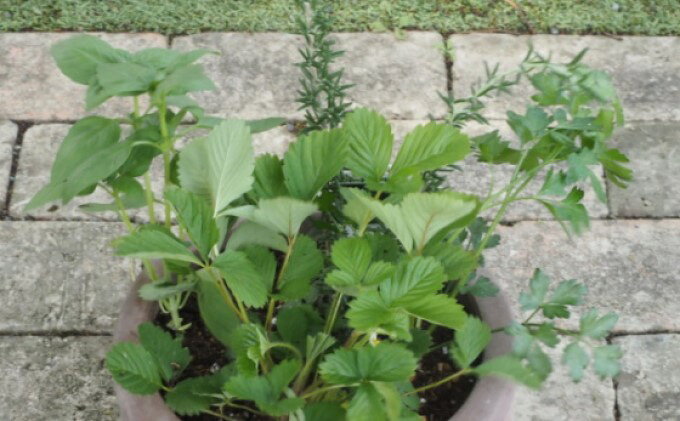 【ふるさと納税】ハーブ 寄せ植え 5種 ラウンド型 テラコッタ鉢 25cm 植物 インテ...