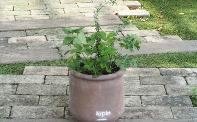 �ڤդ뤵��Ǽ�ǡۥϡ��� �󤻿��� 5�� �饦��ɷ� ���祳�� 25cm ��ʪ ����ƥꥢ �����ǥ�