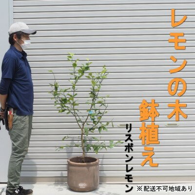 ガーデニング・農業(植木)人気ランク13位　口コミ数「0件」評価「0」「【ふるさと納税】鉢植え レモンの木 リスボンレモン 大きめサイズ 配送不可 北海道 沖縄 離島　【 苗木 れもん 檸檬 Lemon 大きいサイズ 観葉植物 ガーデニング 花 実 香り 】」