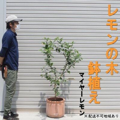 8位! 口コミ数「0件」評価「0」鉢植え レモンの木 マイヤー 大きめサイズ 配送不可 北海道 沖縄 離島　【 苗木 れもん 檸檬 Lemon 大きいサイズ 観葉植物 ガーデ･･･ 