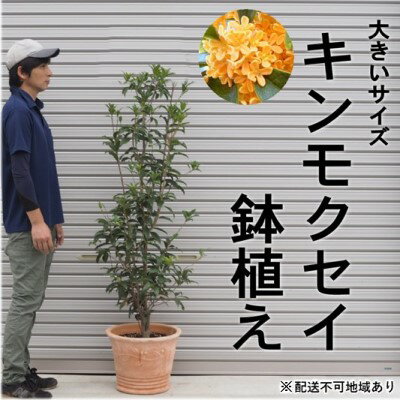 【ふるさと納税】鉢植え 金木犀 キンモクセイ オリーブ柄 テラコッタ鉢 40cm 配送不可 北海道 沖縄 離島　【 植物 ガーデニング 観葉植物 金木犀 花 苗木 インテリア いい香り 秋の樹木 大きいサイズ 】