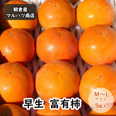 【ふるさと納税】柿 富有柿 早生 M～Lサイズ×8個入 マルハツ商店　【 果物 フルーツ 秋の味覚 秋 おやつ デザート 産地直送 ブランド 柿の王様 福岡県産 朝倉市産 】　お届け：2023年10月25日～11月10日のサムネイル
