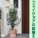 9位! 口コミ数「1件」評価「5」フェイジョアの鉢植え（オリーブ柄テラコッタ鉢30cm）※配送不可：北海道・沖縄・離島　【 インテリア 観葉植物 緑 癒し トロピカル 果樹 ･･･ 