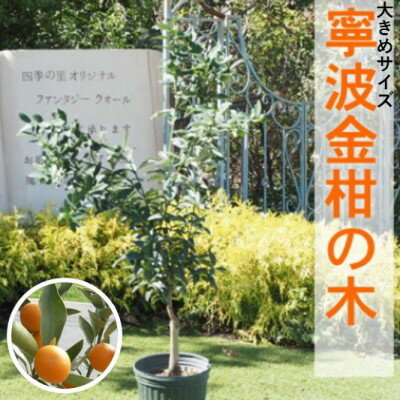 【ふるさと納税】鉢植え 寧波金柑の木 大きめサイズ 1本 配送不可 北海道 沖縄 離島　【 インテリア ガーデニング 丈夫 育てやすい 甘み 強い 香り 受粉樹 不必要 地植え 鉢植え 白い花 】のサムネイル