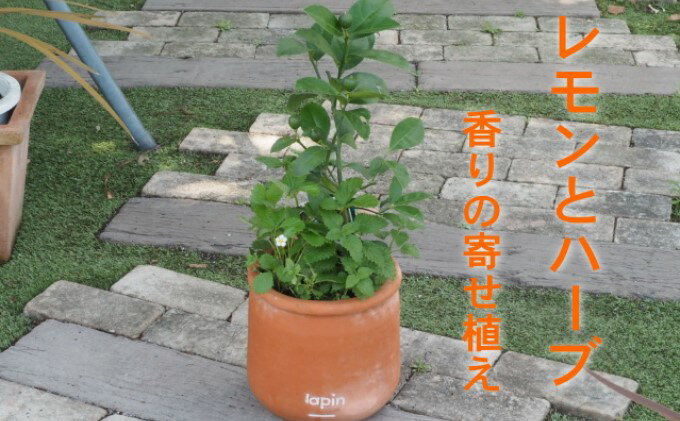 【ふるさと納税】寄せ植え レモンとハーブ 香り ラウンド型 テラコッタ鉢 25cm 配送不可 北海道 沖縄 離島　【 寄せ植え 苗木 インテリア 実用性 緑 植物 受粉樹 不要 毎年 実がなる 育てやすい 料理 鑑賞用 】