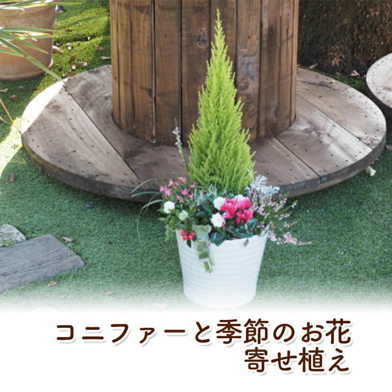 コニファー 【ふるさと納税】コニファーと季節のお花 寄せ植え 植物 インテリア ガーデン　【朝倉市 】