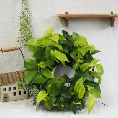 ポトスのサークルハンキング 植物 インテリア 飾り 緑 グリーン 部屋 玄関 グリーンインテリア キッチン 洗面所 癒し 差し色 アイテム