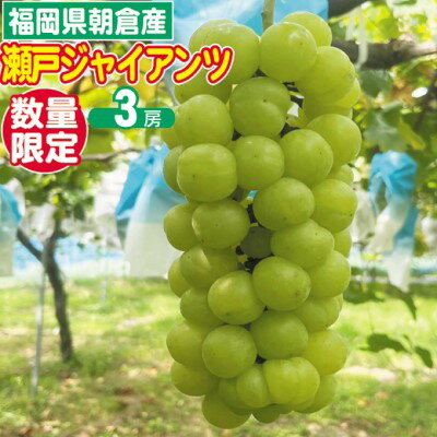 2025年8月15日迄受付 瀬戸ジャイアンツ ぶどう 3房 約1.5kg 朝倉産 配送不可 離島 ブドウ 葡萄 オンライン決済限定 果物 フルーツ 栽培期間中 JAS認証肥料 減農薬 大粒 品種 甘い 酸味 少なめ 渋み 皮ごと お届け:2025年9月上旬〜9月30日