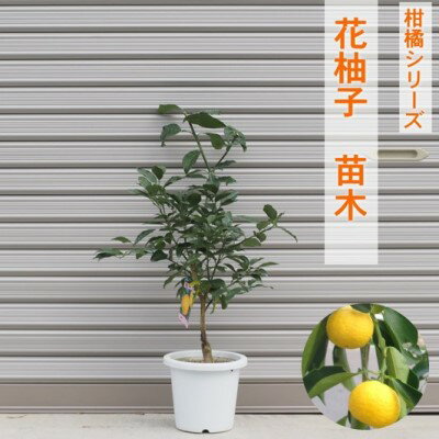 【ふるさと納税】柑橘苗 花柚子 苗木（実なし）　【 植物 柚子の木 柑橘 小ぶり 樹高 あまり高くならない 鉢植え向き 受粉樹不要 毎年実がなる 庭 園芸 ガーデニング 】