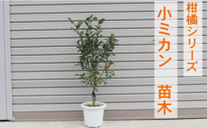 【ふるさと納税】柑橘苗 小みかん 苗木（実なし）　【 植物 庭 園芸 ガーデニング 小ぶり 酸味 少ない 爽やか 香り 直径5cm 紀州みかん 】