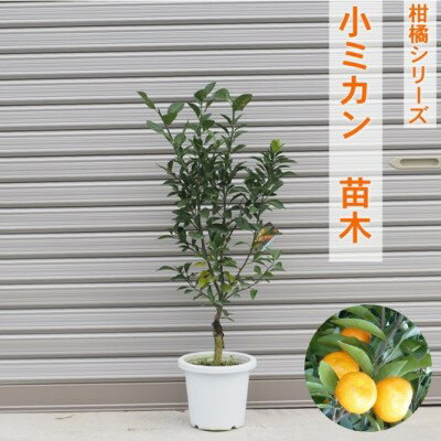 【ふるさと納税】柑橘苗 小みかん 苗木（実なし）　【 植物 庭 園芸 ガーデニング 小ぶり 酸味 少ない...