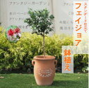 【ふるさと納税】フェイジョア 鉢植え（つぼ型鉢）　【 植物 トロピカル 果樹 南国 植物 エキゾチック 花 鮮やか グリーン 香り高い 果実 テラコッタ鉢 寒さに強い 病害虫に強い 】