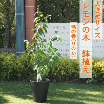 16位! 口コミ数「0件」評価「0」鉢植え レモンの木 大きめサイズ 璃の香 配送不可 沖縄 北海道 離島　【 植物 ガーデニング 庭 玄関 新品種 育てやすい かいよう病に強･･･ 