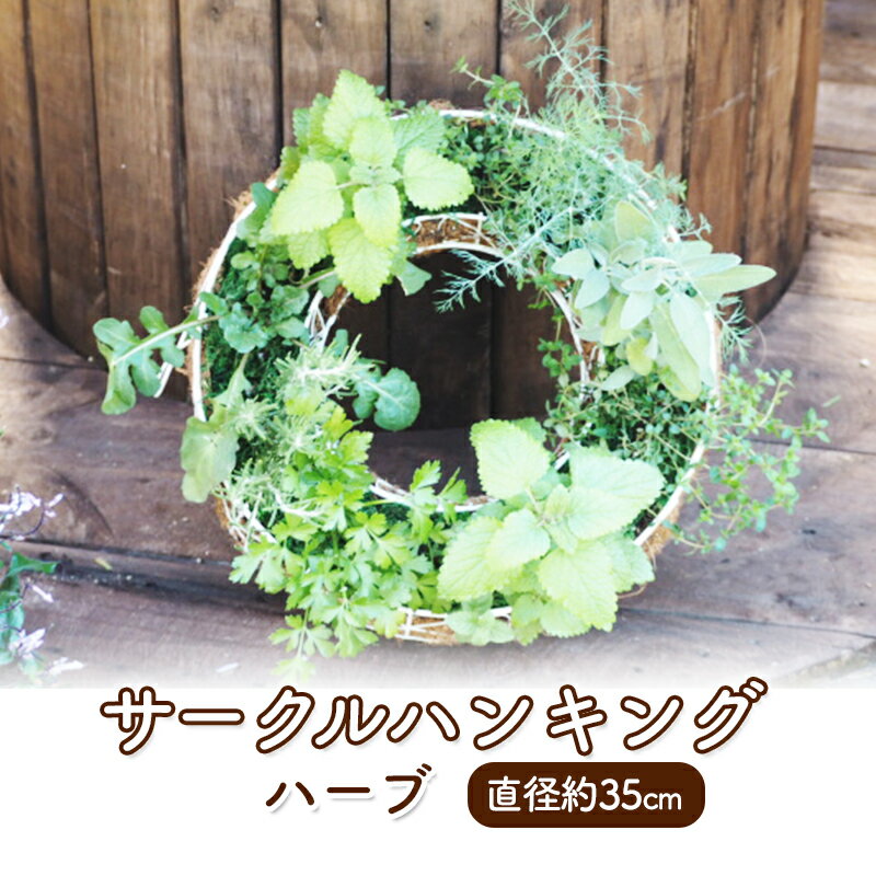 ハーブ サークルハンキング 直径35cm 植物 インテリア ガーデン