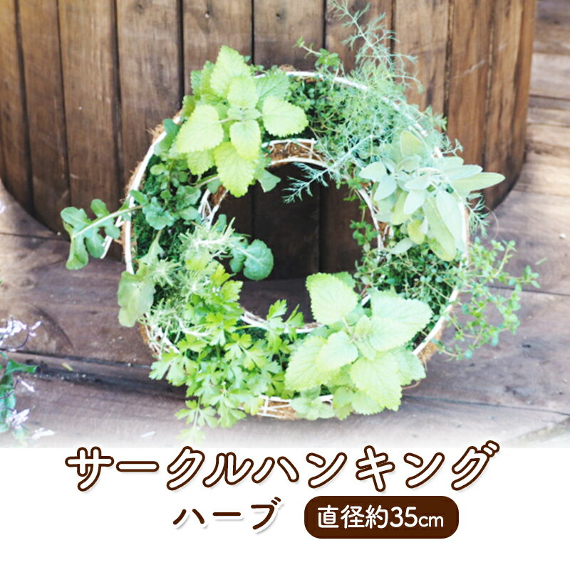 【ふるさと納税】ハーブ サークルハンキング 直径35cm 植物 インテリア ガーデン　【朝倉市】