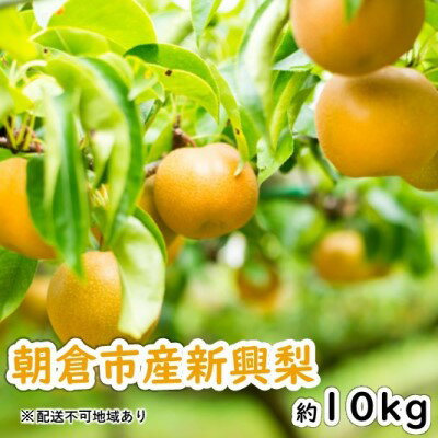 【ふるさと納税】「先行予約」朝倉市産 新興 梨 約10kg 18〜40玉 9月下旬より順次出荷【配送不可：離島】　【 果物 フルーツ 秋の味覚 濃厚 甘い 晩成梨 福岡県産 デザート 食後 おやつ 】　お届け：2023年9月25日〜10月15日のサムネイル