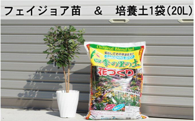 【ふるさと納税】フェジョア苗と培養土1袋（20L）セット　【 苗木 植物 】