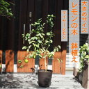 【ふるさと納税】鉢植え レモンの木 マイヤーレモン 大きめ 茶プラ鉢 10号 配送不可 北海道 沖縄 離島 苗木 植物