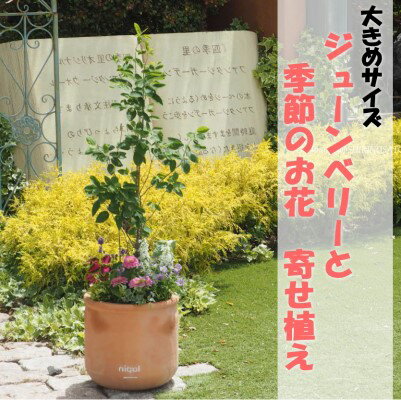 【ふるさと納税】苗木 大きめサイズ ジューンベリーと季節のお花 寄せ植え 配送不可 北海道 沖縄 離島　【 植物 ガーデニング 庭 インテリア 癒し 玄関先 庭 テラコッタ鉢 鉢植え 】