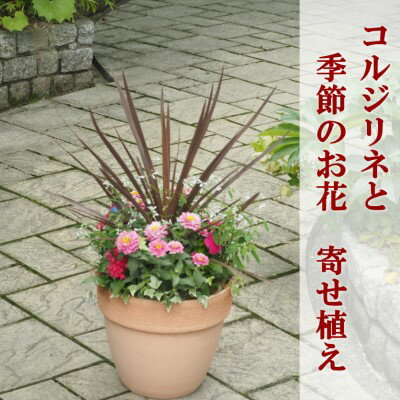 【ふるさと納税】寄せ植え 鉢植え コルジリネと季節のお花 配送不可 北海道 沖縄 離島　【 植物 ガーデニング 庭 インテリア 癒し 玄関先 庭 スタイリッシュ おしゃれ 華やか 】