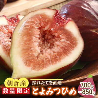 いちじく とよみつひめ 700g〜850g 朝倉産 配送不可 北海道 東北 沖縄 離島 果物 フルーツ 上品な甘さ とろける 皮ごと 食べやすい 大粒 贈答品 お届け:2025年8月1日〜9月30日