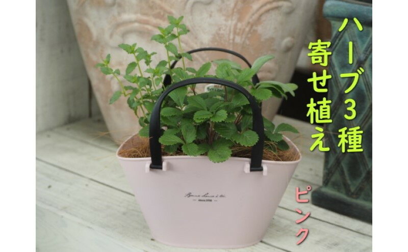 【ふるさと納税】ハーブ 寄植え 摘み取って使う 新鮮 ハーブ 3種の寄せ植え プラ鉢 ピンク　【 苗木 庭 玄関先 ベランダ 植物 インテリア グリーンアイテム ハーブの寄せ植え おしゃれ 育てやすい 】