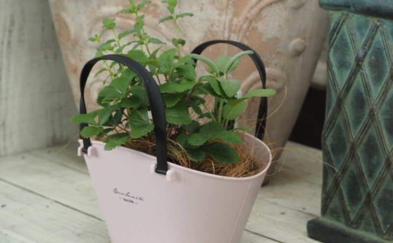 【ふるさと納税】ハーブ 寄植え 摘み取って使う 新鮮 ハーブ 3種の寄せ植え プラ鉢 ピンク 苗木 庭 玄関先 ベランダ 植物 インテリア グリーンアイテム ハーブの寄せ植え おしゃれ 育てやすい