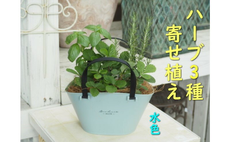 【ふるさと納税】ハーブ 寄植え 摘み取って使う 新鮮 ハーブ 3種の寄せ植え プラ鉢 水色　【 苗木 庭 玄関先 ベランダ 植物 インテリア グリーンアイテム ハーブの寄せ植え おしゃれ 育てやすい 】