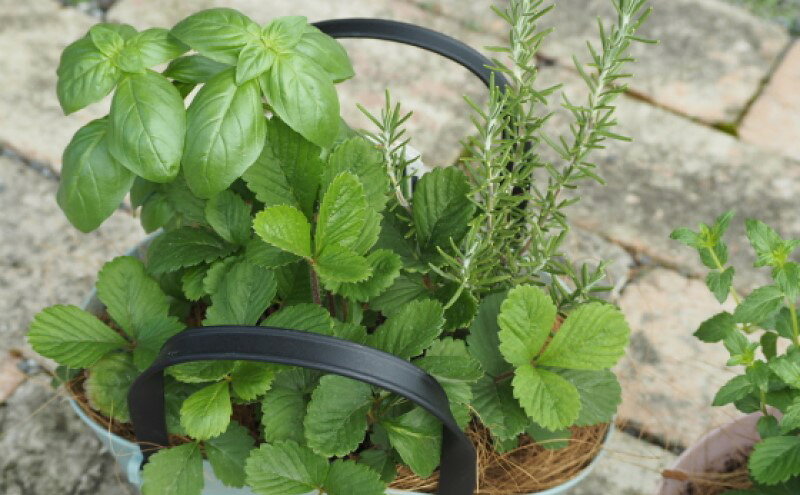 【ふるさと納税】ハーブ 寄植え 摘み取って使う 新鮮 ハーブ 3種の寄せ植え プラ鉢...
